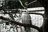 ueno_zoo_5439_mini.jpg