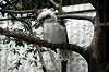ueno_zoo_5441_mini.jpg