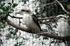 ueno_zoo_5442_mini.jpg