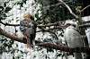 ueno_zoo_5445_mini.jpg
