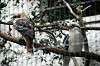 ueno_zoo_5446_mini.jpg