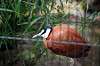 ueno_zoo_5447_mini.jpg