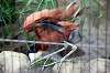 ueno_zoo_5448_mini.jpg