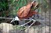 ueno_zoo_5450_mini.jpg