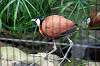ueno_zoo_5451_mini.jpg