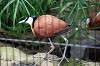 ueno_zoo_5452_mini.jpg