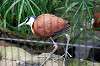 ueno_zoo_5453_mini.jpg