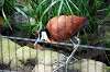 ueno_zoo_5454_mini.jpg