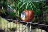 ueno_zoo_5455_mini.jpg