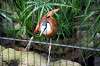 ueno_zoo_5456_mini.jpg
