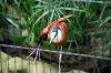 ueno_zoo_5457_mini.jpg