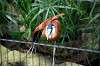ueno_zoo_5458_mini.jpg