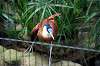 ueno_zoo_5460_mini.jpg
