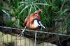 ueno_zoo_5461_mini.jpg