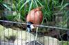 ueno_zoo_5462_mini.jpg