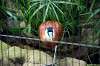 ueno_zoo_5464_mini.jpg