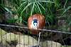 ueno_zoo_5465_mini.jpg