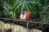 ueno_zoo_5466_mini.jpg