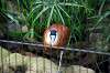 ueno_zoo_5468_mini.jpg