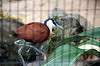 ueno_zoo_5469_mini.jpg