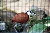 ueno_zoo_5471_mini.jpg