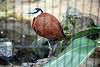 ueno_zoo_5472_mini.jpg