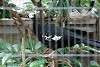 ueno_zoo_5473_mini.jpg