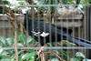 ueno_zoo_5475_mini.jpg