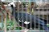 ueno_zoo_5476_mini.jpg