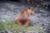 ueno_zoo_5478_mini.jpg