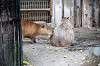 ueno_zoo_5479_mini.jpg