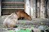 ueno_zoo_5480_mini.jpg