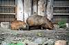 ueno_zoo_5483_mini.jpg