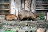 ueno_zoo_5484_mini.jpg