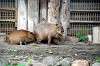 ueno_zoo_5485_mini.jpg