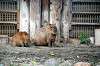 ueno_zoo_5487_mini.jpg