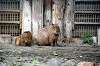 ueno_zoo_5488_mini.jpg