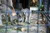 ueno_zoo_5489_mini.jpg