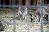 ueno_zoo_5490_mini.jpg