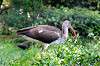 ueno_zoo_5491_mini.jpg