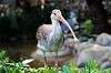 ueno_zoo_5493_mini.jpg