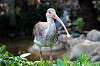 ueno_zoo_5494_mini.jpg