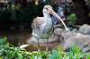 ueno_zoo_5495_mini.jpg
