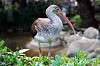 ueno_zoo_5496_mini.jpg