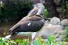 ueno_zoo_5498_mini.jpg
