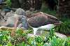 ueno_zoo_5499_mini.jpg