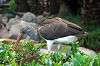 ueno_zoo_5500_mini.jpg