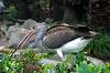 ueno_zoo_5501_mini.jpg