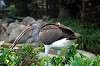 ueno_zoo_5502_mini.jpg