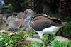 ueno_zoo_5503_mini.jpg